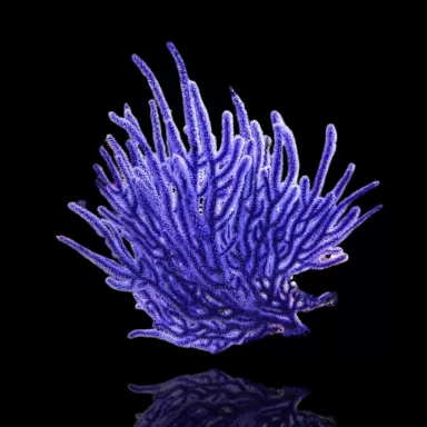 Guaiagorgia Purple Anas Gorgonian Indonesia