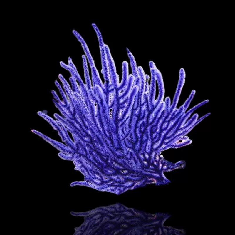 Guaiagorgia Purple Anas Gorgonian Indonesia Guaiagorgia Purple Anas Gorgonian Indonesia