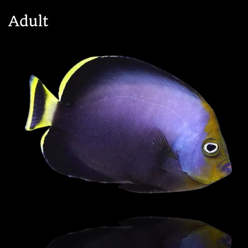chaetodontoplus melanosoma M
