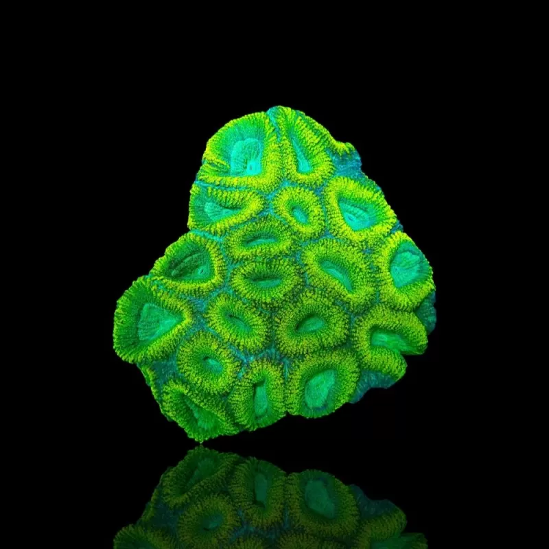 Goniostrea sp M-size Goniostrea sp M-size