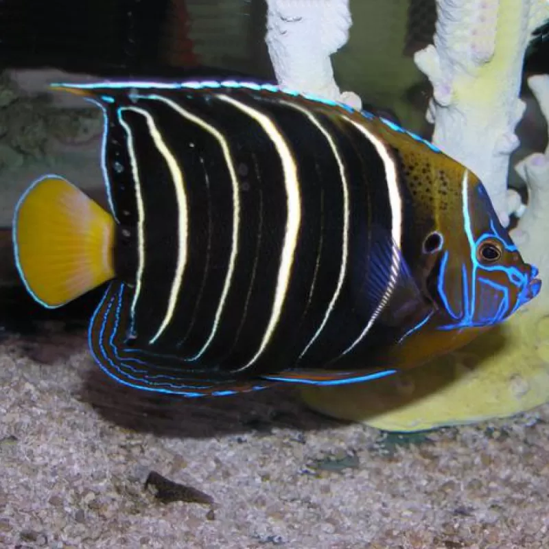 Pomacanthus Chrysurus M Pomacanthus Chrysurus M