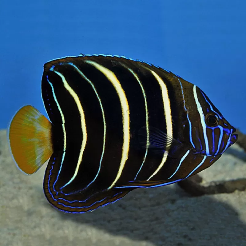 pomacanthus chrysurus L pomacanthus chrysurus L