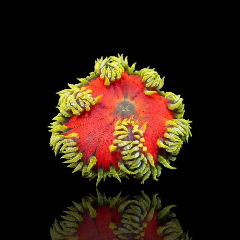 Epicystis Crucifer M-size