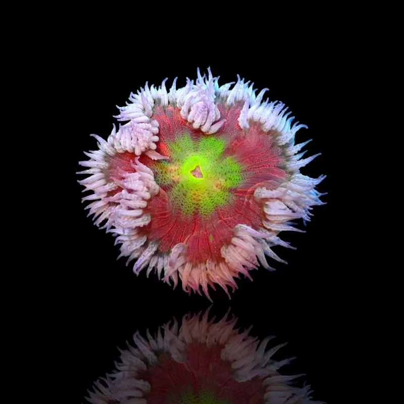 Epicystis Crucifer M-size