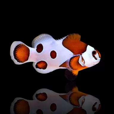 Amphiprion Ocellaris Supersturm