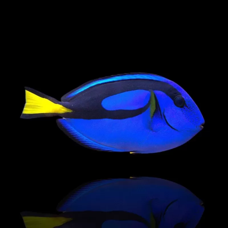 Paracanthurus Hepatus (L) Paracanthurus Hepatus (L)