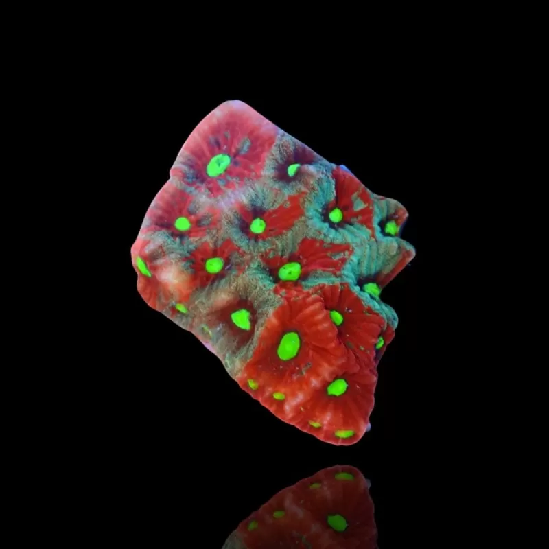 Favites Ultra War Coral