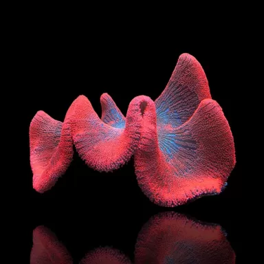 Stoichacti Kenti Red Colored Carpet Anemone Fillepijnen