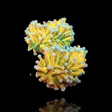 Euphyllia Banana Torch per head