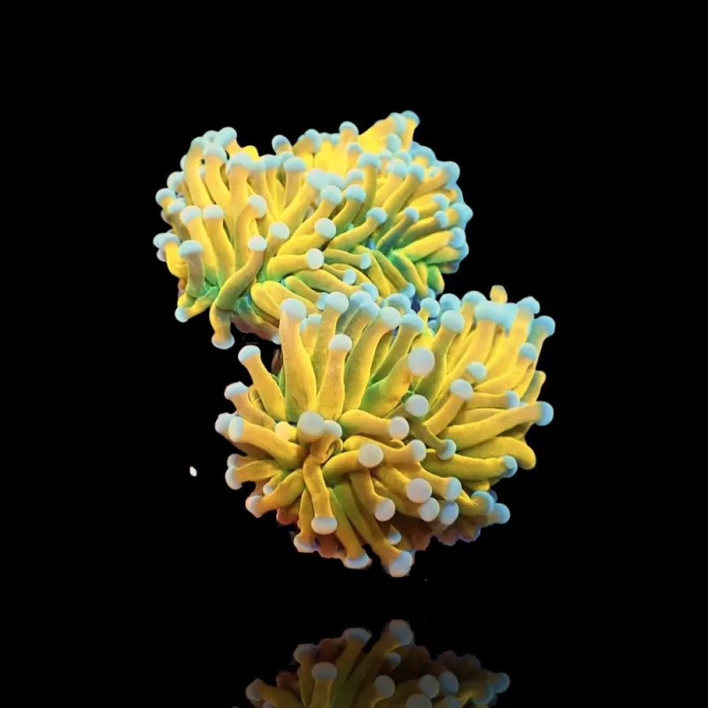Euphyllia Banana Torch per head Euphyllia Banana Torch per head