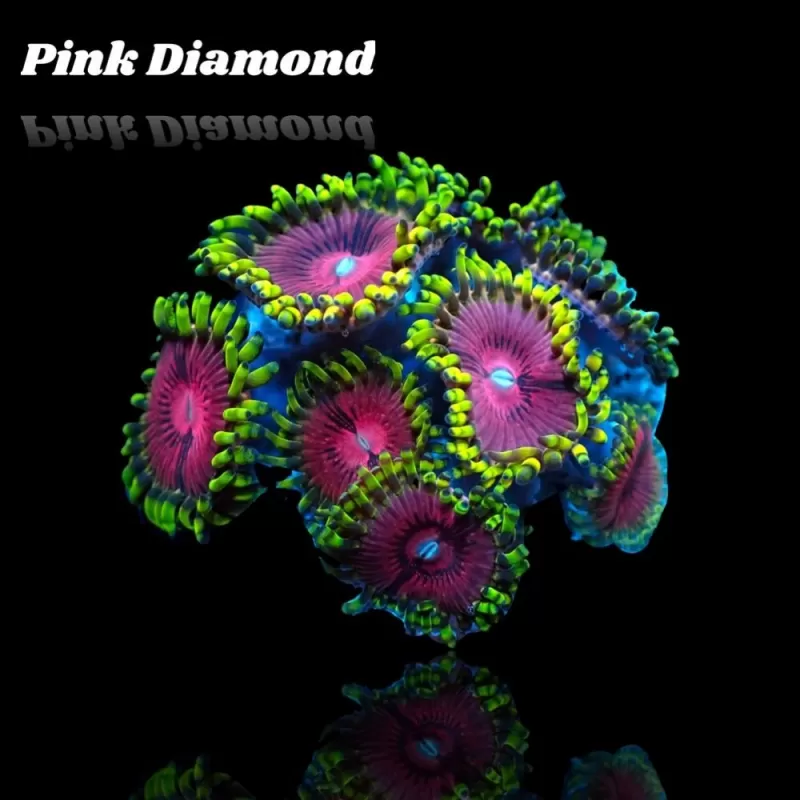 Zoanthus Pink Diamond Frag S Size Zoanthus Pink Diamond Frag S Size