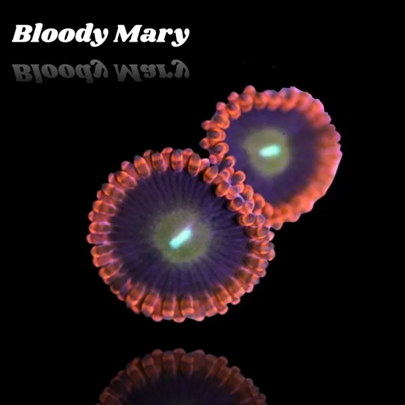 Zoanthus Bloody Mary Frag S size Zoanthus Bloody Mary Frag S size