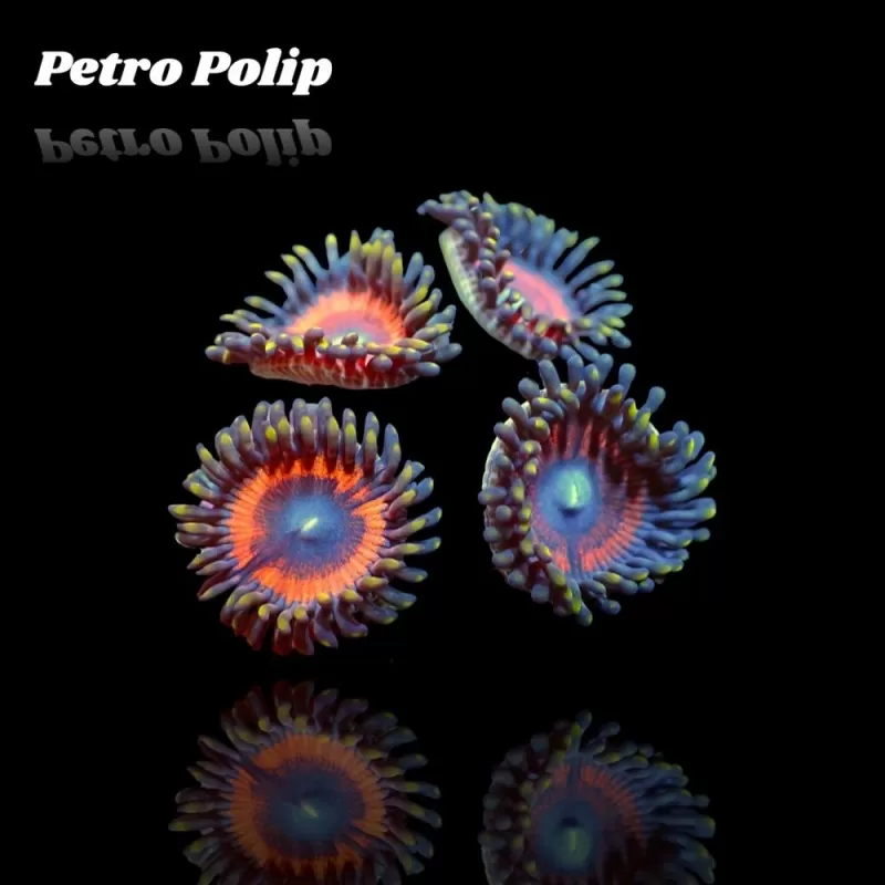 Zonathus Petro Polip Zonathus Petro Polip