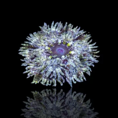 Heteractis Aurora sp