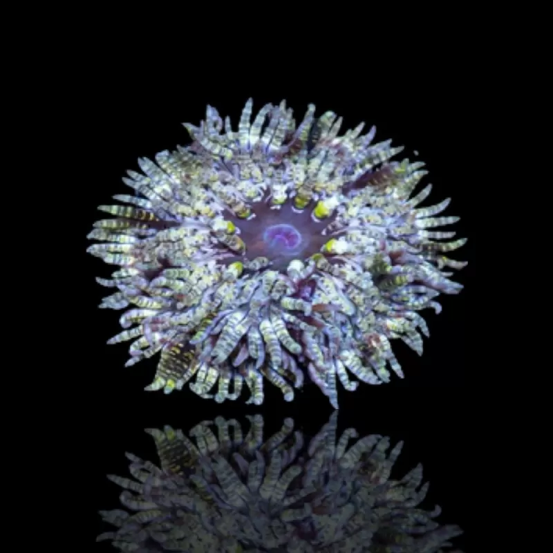 Heteractis Aurora sp Heteractis Aurora sp