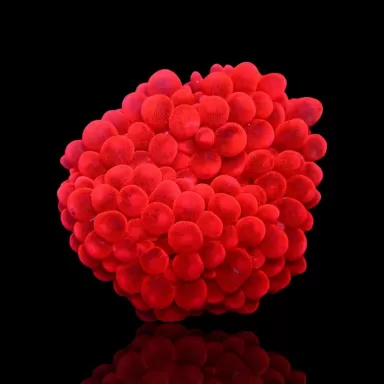 Entacmaea Quadricolor Bulb Anemone Ultra Red