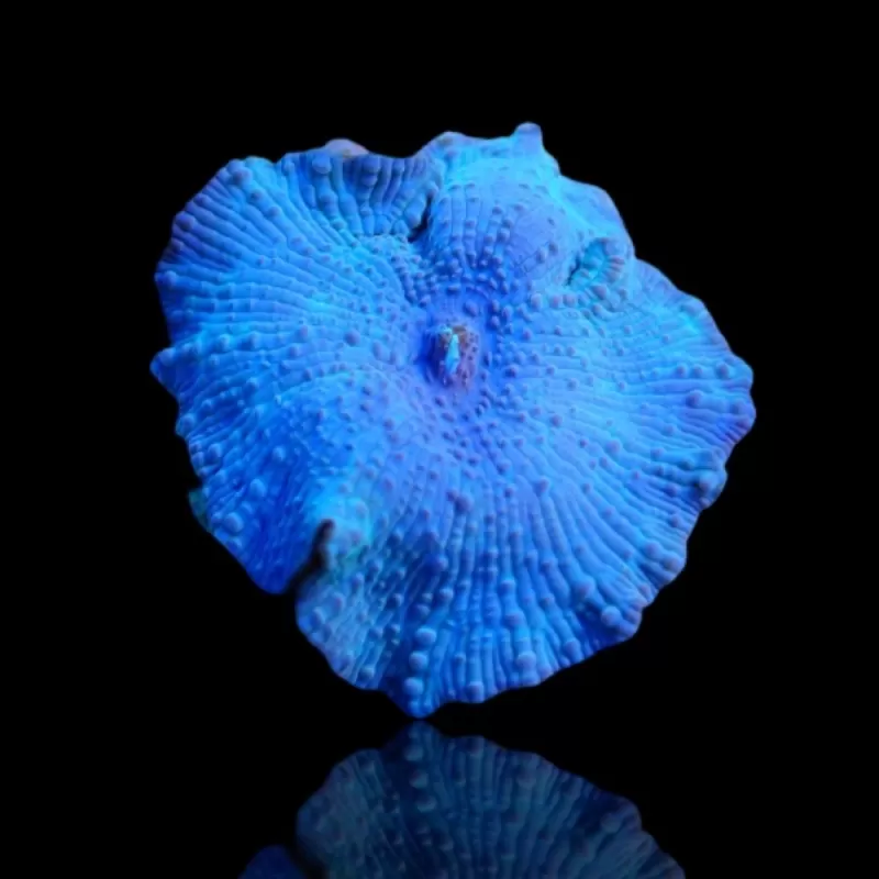 Discosoma Ultra Blue prijs per oor Discosoma Ultra Blue prijs per oor