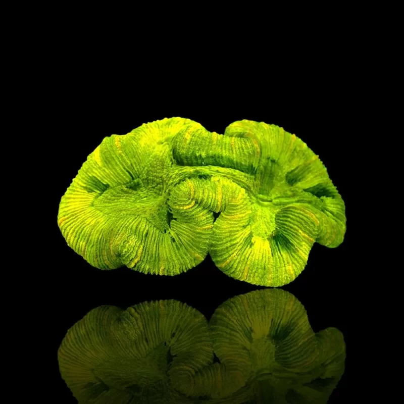 Trachyphyllia Geoffroyi ultra green ML size Australie Trachyphyllia Geoffroyi ultra green ML size Australie