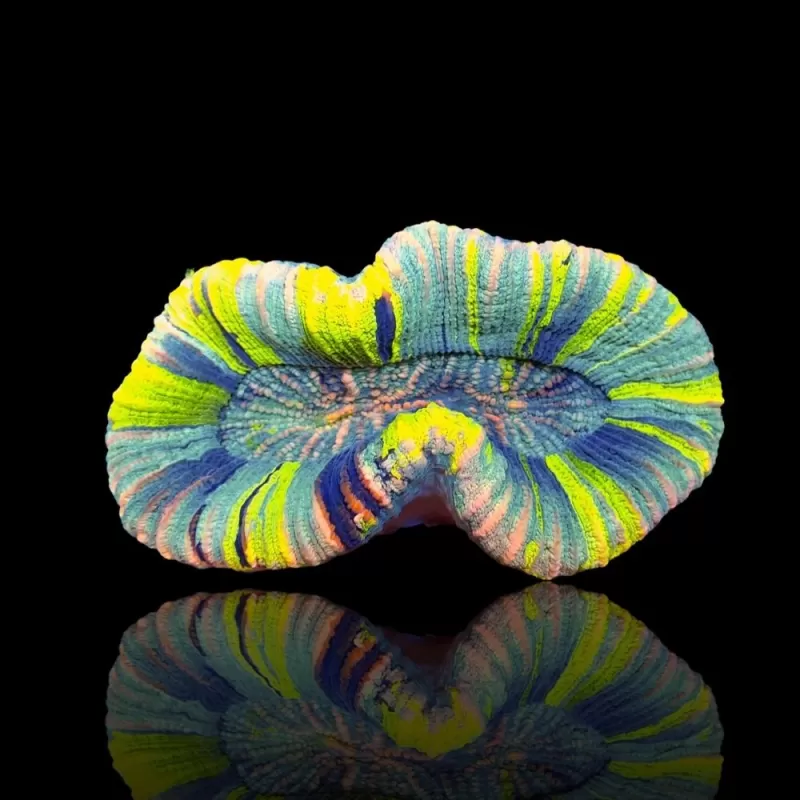 Trachyphyllia Greenish Rainbow M L Size Trachyphyllia Greenish Rainbow M L Size