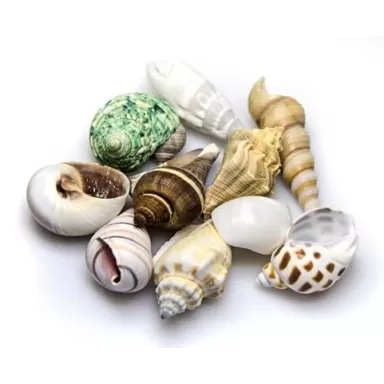 Hobby decoratie sea shells set S 20 stuks
