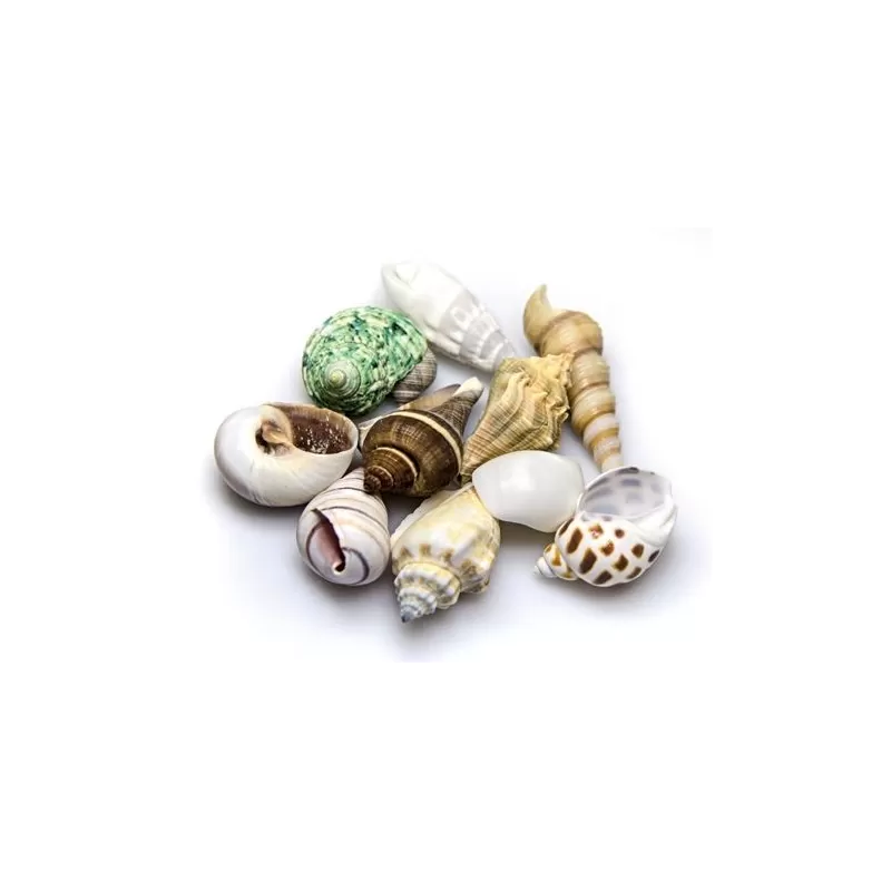 Hobby Decoratie Sea Shells Set S - 20 stuks