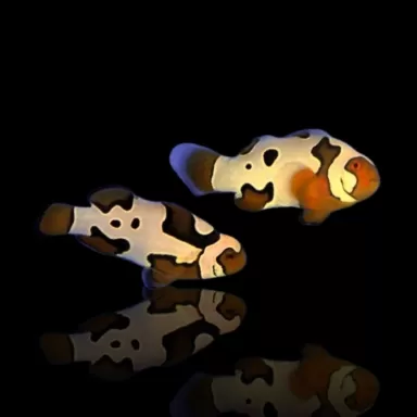 Amphiprion Percula Helm Picasso - Paar - Nachkommen
