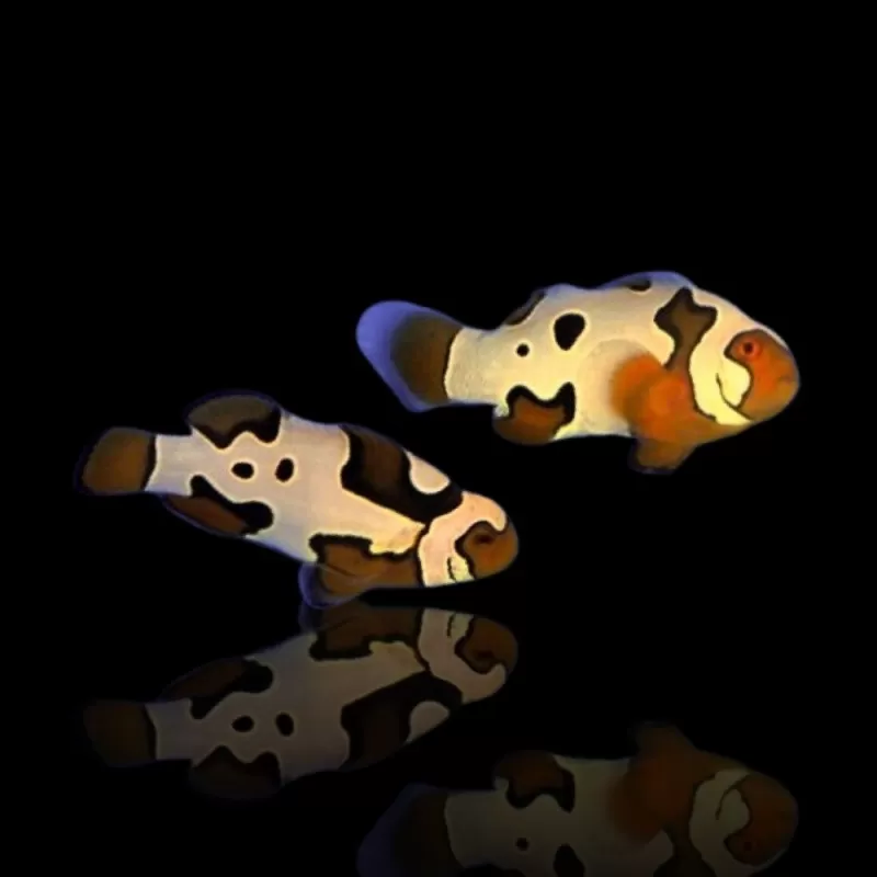 Amphiprion percula helmet picasso pair T B Amphiprion percula helmet picasso pair T B