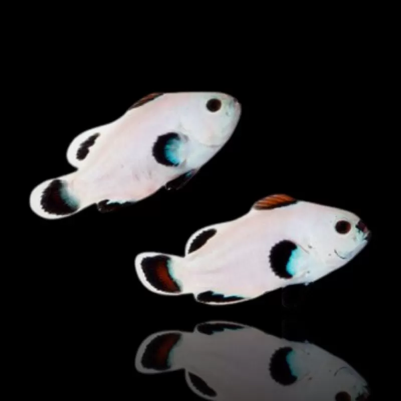 Amphiprion Ocellaris Snow Storm - Pair - Nakweek Amphiprion Ocellaris Snow Storm - Pair - Nakweek