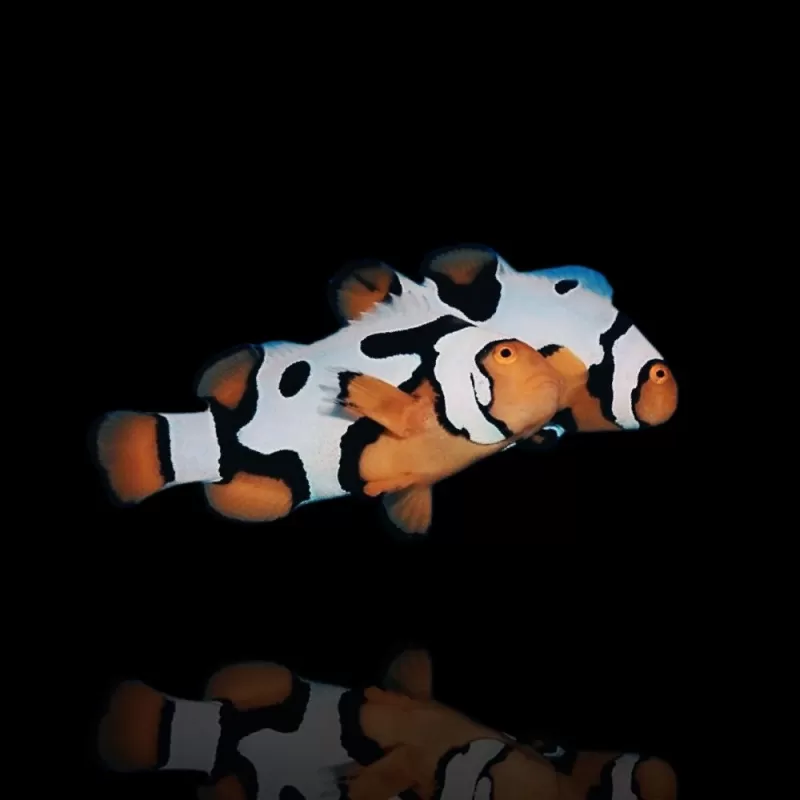 Amphiprion Percula Premium Picasso - Pair - Nakweek Amphiprion Percula Premium Picasso - Pair - Nakweek