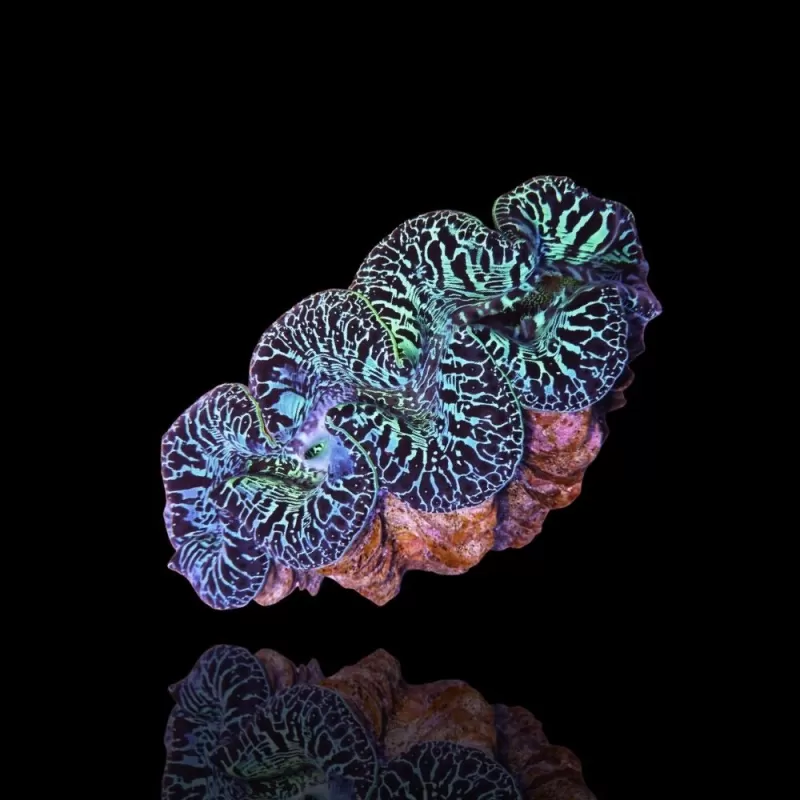 Tridacna Maxima M size 7cm a 9cm Tridacna Maxima M size 7cm a 9cm