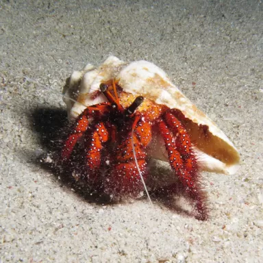 Dardanus Megistos