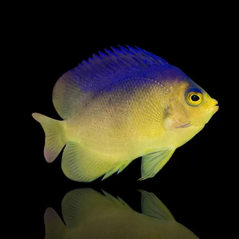 Centropyge Colini Centropyge Colini