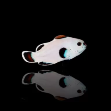 Amphiprion Ocellaris Schneesturm
