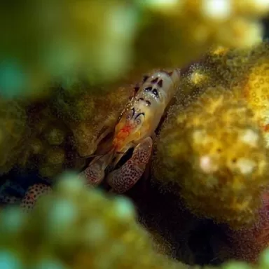 Alpheus lottini – Pistolengarnelen kaufen? | Coralandfishstore.nl