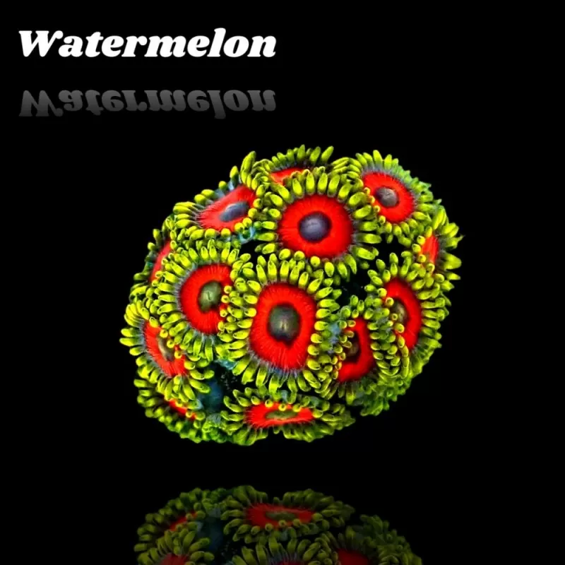 Zoanthus Watermelon S size Zoanthus Watermelon S size