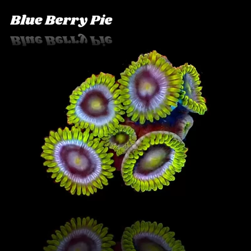 Zoanthus Blue Berry Pie S size Zoanthus Blue Berry Pie S size