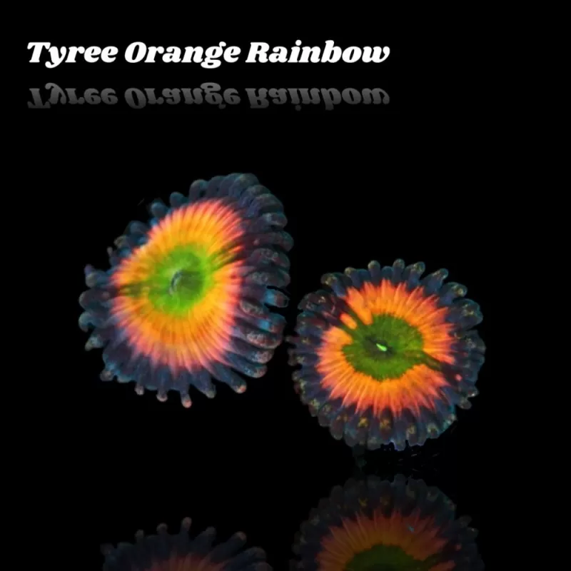 Zoanthus Tyree Orange Rainbow S size Zoanthus Tyree Orange Rainbow S size