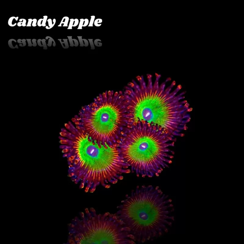 Zoanthus Candy Apple S size Zoanthus Candy Apple S size
