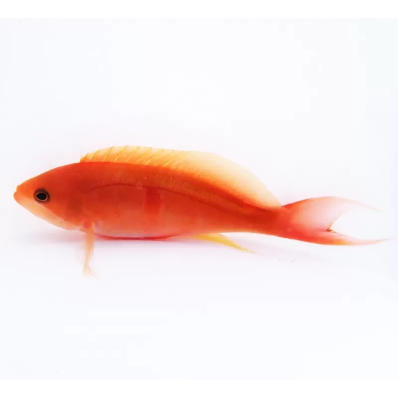 Pseudanthias Cooperi Pseudanthias Cooperi