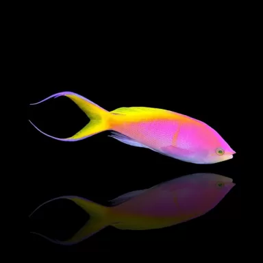 Pseudanthias Bartlettorum Pseudanthias Bartlettorum