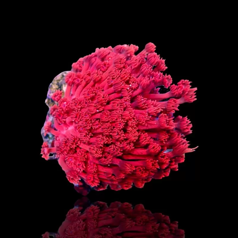 Goniopora sp Ultra Red Rare Goniopora sp Ultra Red Rare