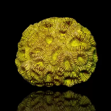 Favia Green Indonesie