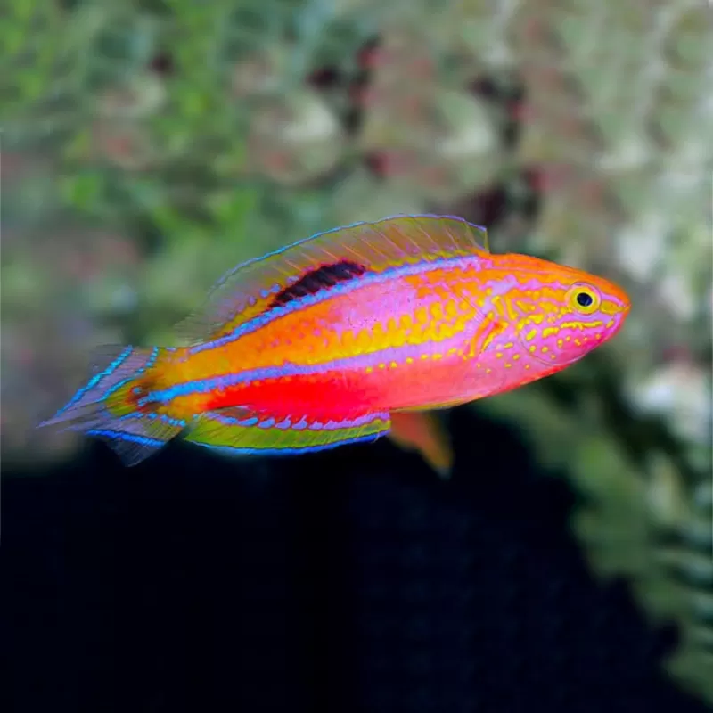 Cirrhilabrus lanceolatus Cirrhilabrus lanceolatus