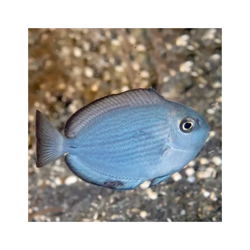 Acanthurus Mata M-size Acanthurus Mata M-size