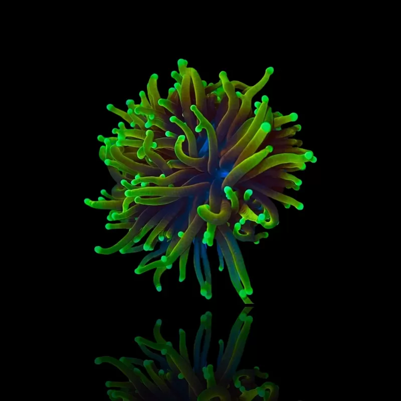 Euphyllia Glabrescens - Golden Torch - Dragon Soul per kop Euphyllia Glabrescens - Golden Torch - Dragon Soul per kop