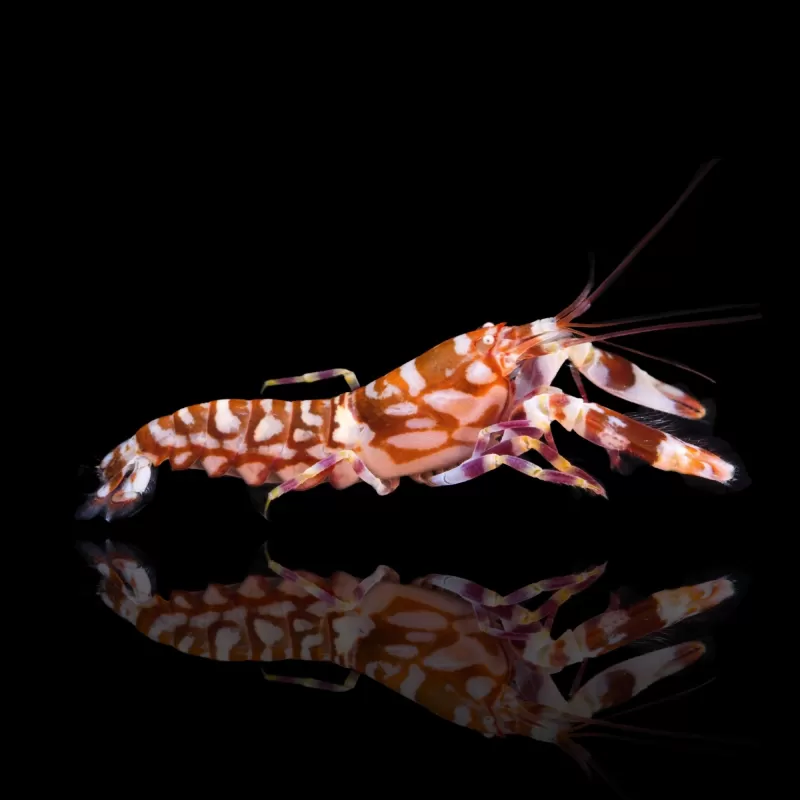 Alpheus Bellulus Alpheus Bellulus