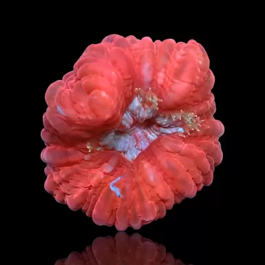 Cynarina Lacrymalis Ultra Red Australie