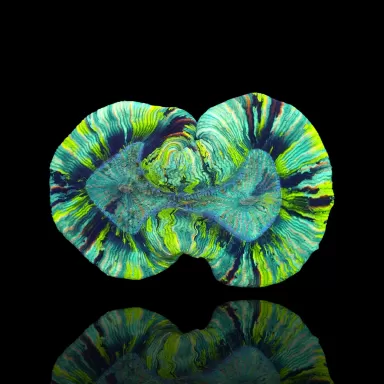 Trachyphyllia geoffroyi A grade Australie