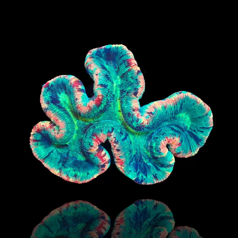 Trachyphyllia geoffroyi A grade Australie Trachyphyllia geoffroyi A grade Australie