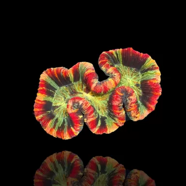 Trachyphyllia geoffroyi ultra Australie